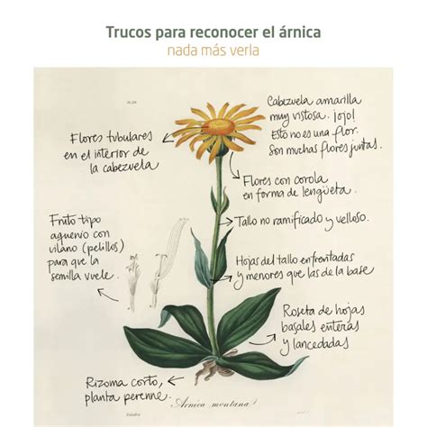 Arnica: Beneficios, Usos Y Precauciones | Doctor Online