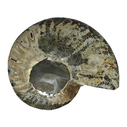 Ammonite (Cleoniceras) Sliced – CrystalCaveIndia