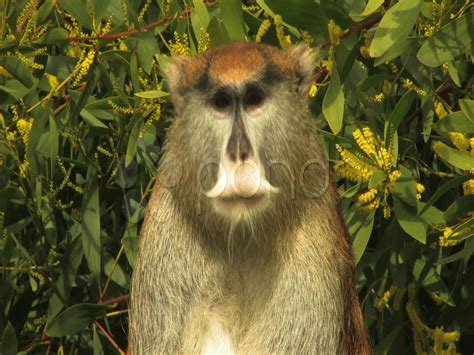 Top 999+ funny monkey images – Amazing Collection funny monkey images ...