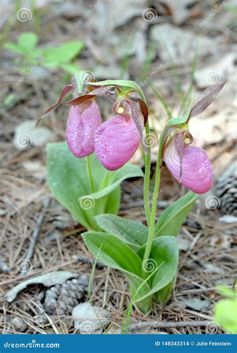 Lady Slipper Orchid stock photo. Image of barrens, acaule - 148343314
