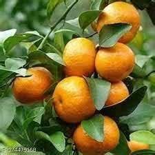 SOMNIA NURSERY Sweet Darjeeling Orange santara Fruit Grafted Plant Rare ...
