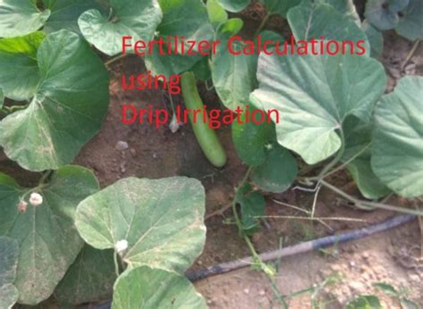 Fertilization calculations using drip irrigation - MyKnowledgeBase.in