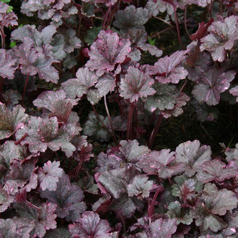 Heuchera Midnight Rose - JParkers