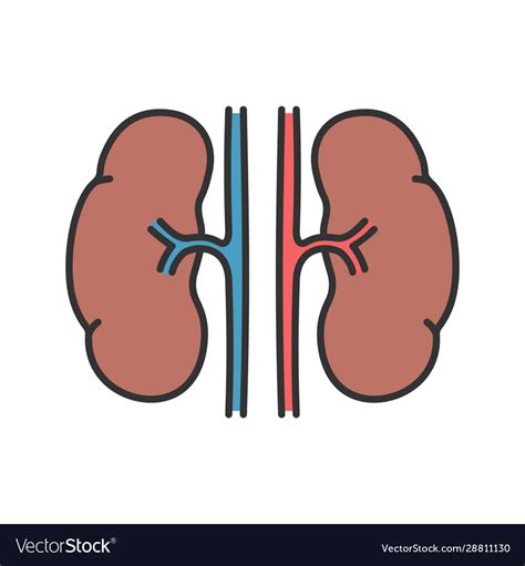 How to Draw Kidney in Easy Way 的图像结果