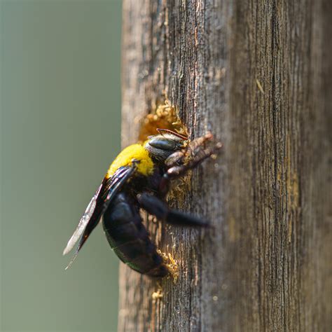 Tired of Carpenter Bees? Here’s How to Build a Trap That Actually Works
