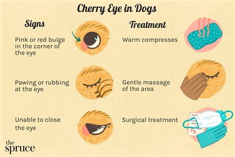 Can Infection In Dogs Cause Swollen Eyes