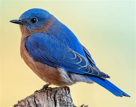 Birds Painting On Rocks 的图像结果