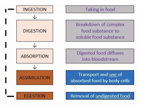 Nutrition in Animals Class 7 Notes Science Chapter 2 Free PDF