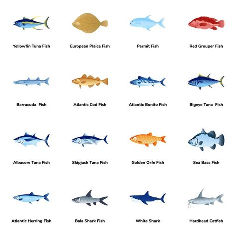 Image result for Fish Shell Argparse Examples