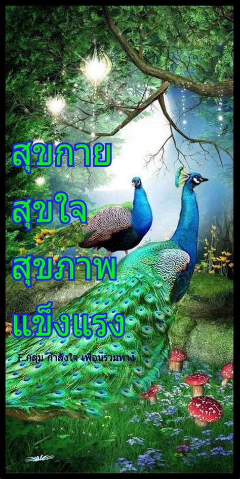 Pin by กำลังใจเพื่อนร่วมทาง on สวัสดีวันพุธ | Peacock pictures ...