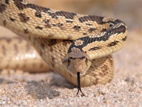 Desert Rattlesnake