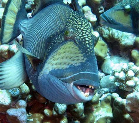 Top Dive, Bora Bora - All You Need to Know BEFORE You Go