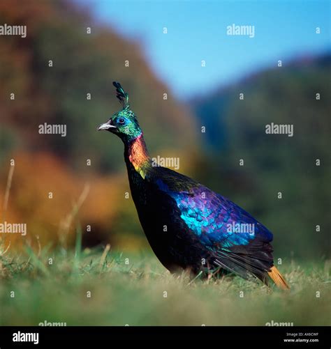 Himalayan Monal Pheasant High Resolution Stock Photography and Images ...