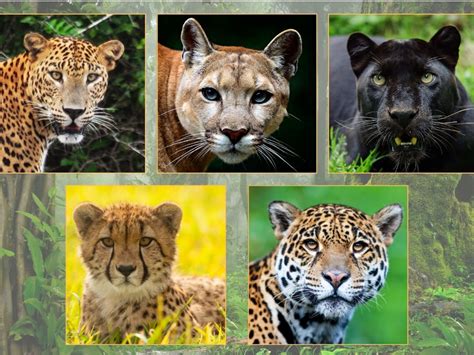 Puma Logo Vs Jaguar Logo