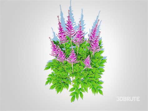 Astible chinensis - dwarf astilbe Image 2