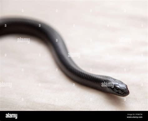 The Mexican black kingsnake (Lampropeltis getula nigrita) is part of ...