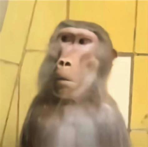 Monkey Side Eye