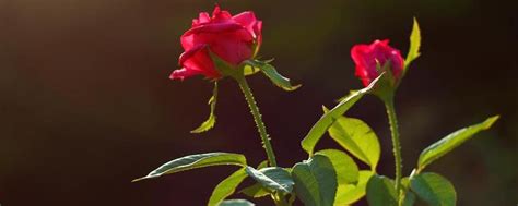 玫瑰和蔷薇的区别，有以下四方面 - 农敢网