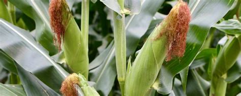 迪卡c2235玉米种子简介 | 农人网