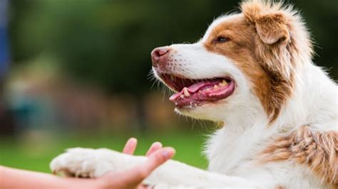Image result for Service Dog Hand Signals