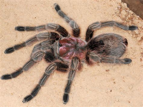 Chilean Rose Tarantula | Animals | Pinterest | Animal