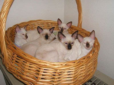 Image result for Comment Out JavaScript Code