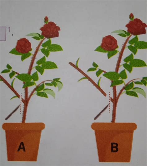 fig 1 shows two plants (A and B). As shown, a stem wascut from both the ...