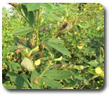 TNAU Agritech Portal :: Crop Protection