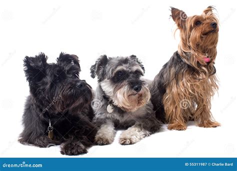 Three Different Types of Terriers Sitting Together Stock Image - Image ...