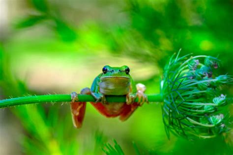 Image result for Purple Tree Frog