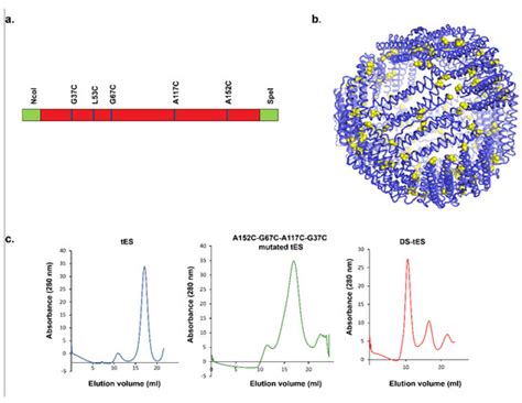Gastrointestinal Tract Stabilized Protein Delivery Using Disulfide ...