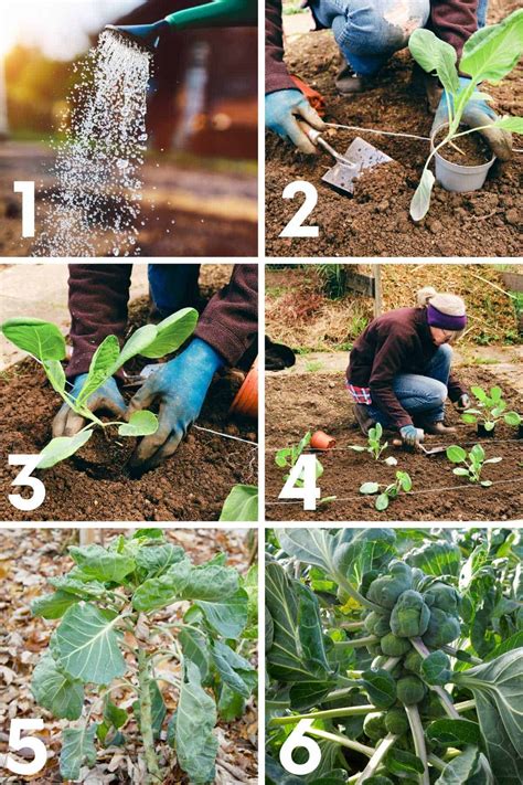 Sustainable Gardening Guide: How to Grow Organic Brussels Sprouts