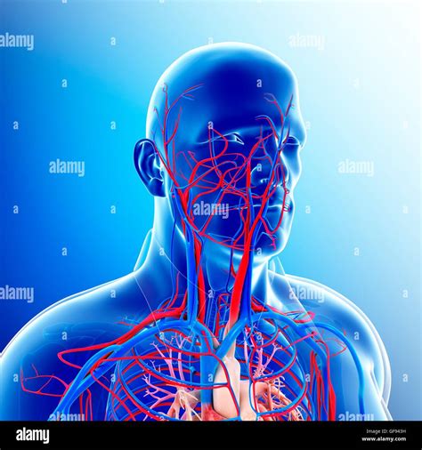 Illustration of male head and neck blood vessels Stock Photo - Alamy