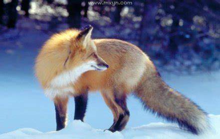 梦见狐狸-梦到狐狸是什么意思-做梦梦见狐狸好不好-周公解梦-华易算命网
