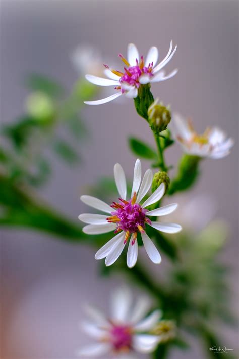 Calico Aster