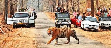 Melghat Tiger Reserve Luxury Packages, Melghat Tiger Reserve Luxury ...