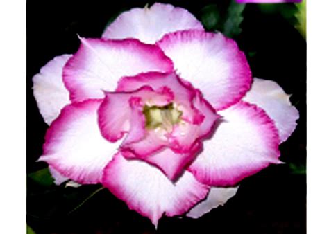 Adenium Plant Live With Pot Bosnai Grafted Multi Petal Desert Rose ...