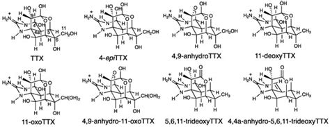 Pufferfish Saxitoxin and Tetrodotoxin Binding Protein (PSTBP) Analogues ...