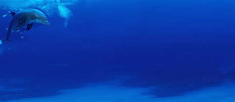 welcome to dolphin leather