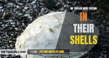 Image result for How to Fix a Broken Turtle Shell