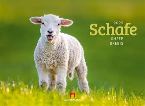 Ackermann Schafe Kalender 2025 45 x 33 cm ab 20,16 € | Preisvergleich ...