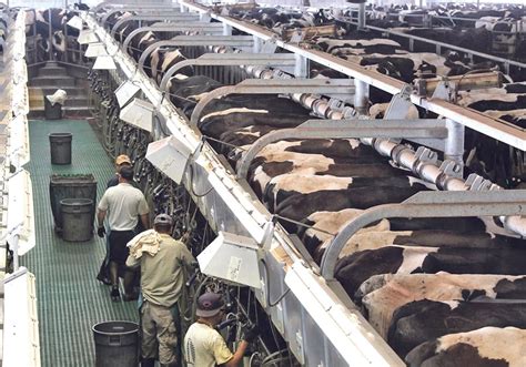 Animal Agriculture 的图像结果