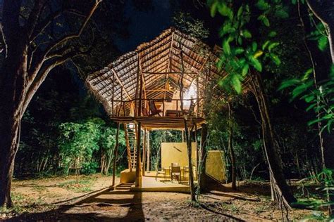 charming tree house near Pidurangala - Review of Back of Beyond Jungle ...
