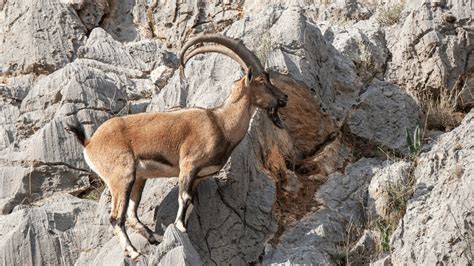 Exploring the Spanish Wildlife and Its 11 Emblematic Animals