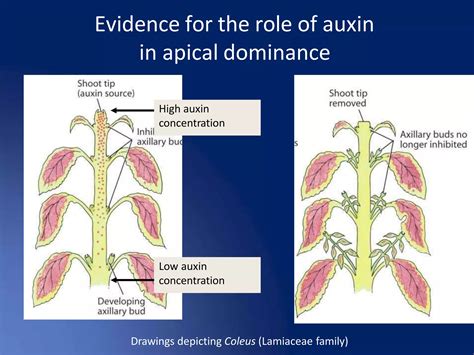 Plant growth hormone | PPT