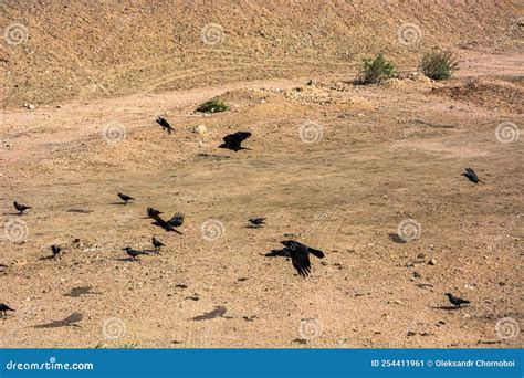 Desert birds stock image. Image of space, feather, arab - 254411961
