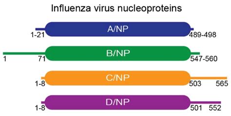 Differential Behaviours and Preferential Bindings of Influenza ...