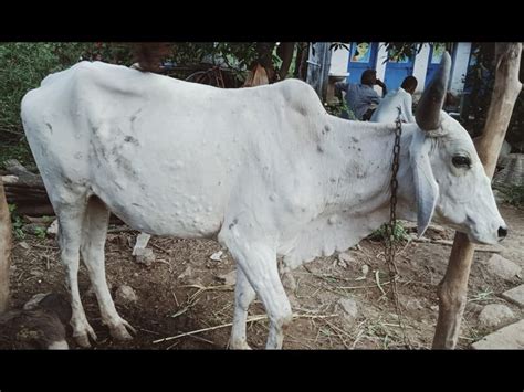 Lumpy symptoms appeared in 15 cattle from Jitgarh