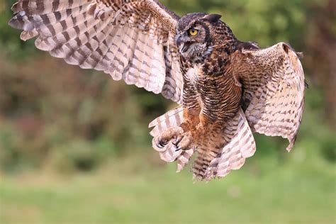 Do Owls Attack Dogs? 6 Ways To Keep Your Furry Friend Safe - A-Z Animals