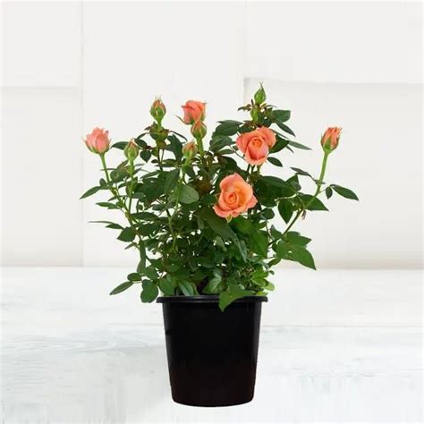Buy English Rose (Peach) Plant in 10 inch Grow Bag online from ...